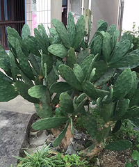 �ֵ���õĶ���