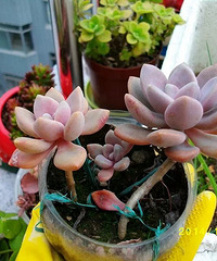 [�ֵ���õ�һ�����]���ջ������˵���������