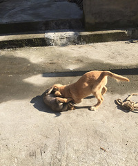 ��ë��ս����