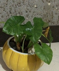 ��ˮ�����ÿ���