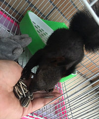 ��Ƥ���ޣ���ë�����