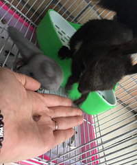 ��Ƥ���ޣ���ë�����