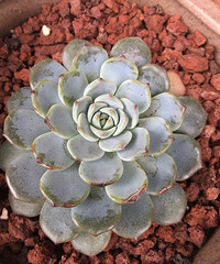 ���ǰ���ЩС����