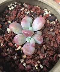 ���ǰ���ЩС����