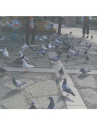 һ��ų��������ů