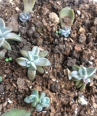 ���쿴���춼�������