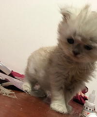 �����ۡ� ����������è