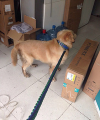 ˭�ҵĽ�ë�߶���?