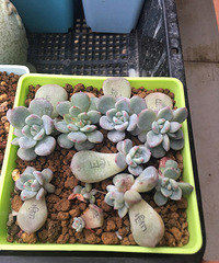 �����һ�����