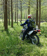 ���Ż���ȥ����