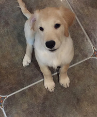 ��ת�ý�ë���������깺��   �����ڽ���