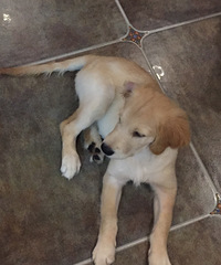 ��ת�ý�ë���������깺��   �����ڽ���