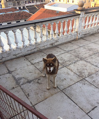 6����С������˹�ӣ��������ˣ����ϵĴ���