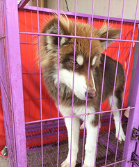 6����С������˹�ӣ��������ˣ����ϵĴ���