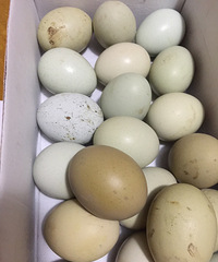 ����ʲô��  �����Ǽ���ҲҲ����Ѽ��