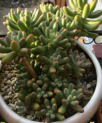 �ֵ���õ�һ�����