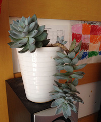 �ֵ���õ�һ����⡤˪֮��