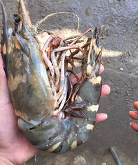 ��ô�������