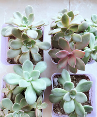 �ֵ���õ�һ������