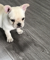 ����Ŵ��һֻ