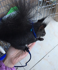 ���ֳԶ���