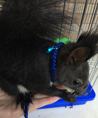 ���ֳԶ���