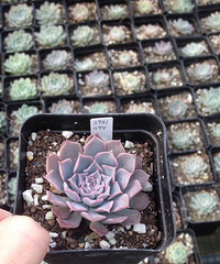 ��˿���Ͷ���·ֽ�糵���