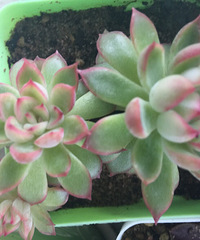 �����Ķ�����ô������ӭ��������ֲ��Ʒ��