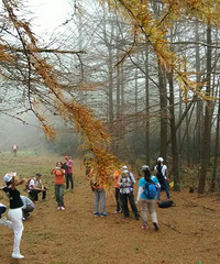 穿越之旅遭到野蜂袭击 好惊险