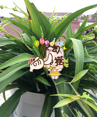 ��ӭ��λ������ɫֲ��