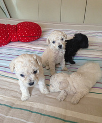 С���ɫ��ɫ̩�Ϲ�������������