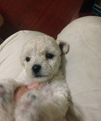 С���ɫ��ɫ̩�Ϲ�������������