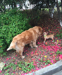 ���ë��С¹Ȯ�Ļ���