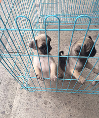 �������ºӡ��������ְ͸����