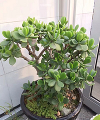 [�ֵ���õ�һ�����]