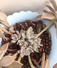 [�ֵ���õ�һ�����]