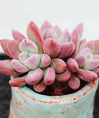 ɹ������  ����ؼۻ