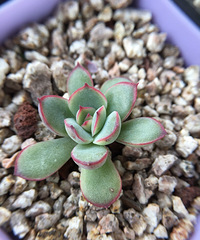 ��ϲ��������