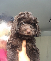 �������ˣ����һֻ��ԭ���������ѵģ�����