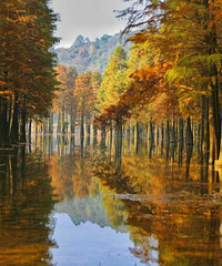上虞石井水库水杉林
