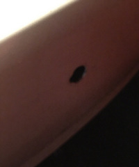 ��ƨ�ɺ���ĵ����״ﱻײ��һ�� ���Ҫ�޶���Ǯ