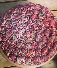 ���Ŷ��������