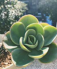 ����Ķ���