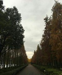 灵湖红叶别样红