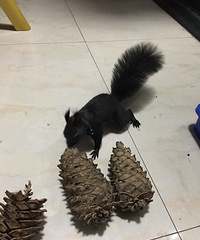 ����̫��