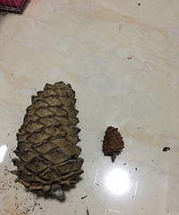 ����̫��