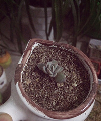 ˫ʮ�����������