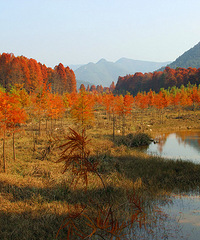 胜坑红树林台州的“喀纳斯”——华峰