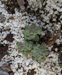 Ϊʲô�ҼҵĶ����ϳ�������������ָ��һ