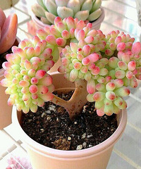 ��Ʊ�������Ķ���